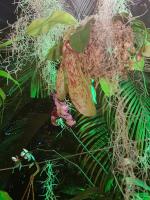 Albums/20200303-Kew Gardens/13